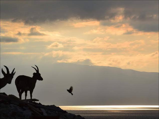 Hotel Rose Dead Sea Neve Zohar Zimmer foto